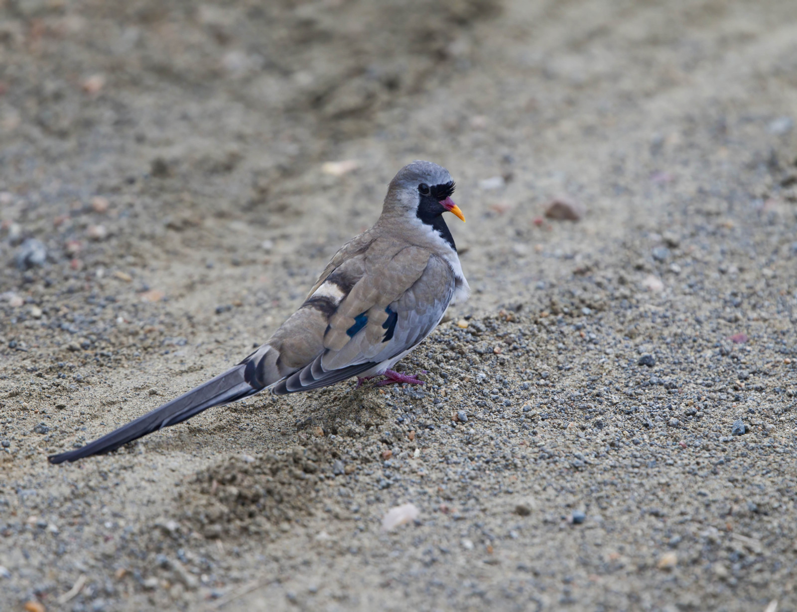image Namaqua Dove